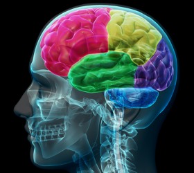 brain