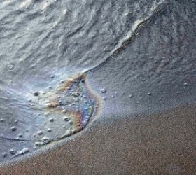 petrelaio-thalassa