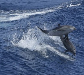 dolphins