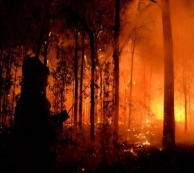 fotia-dasos-pirosvestis-australia
