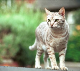 gata
