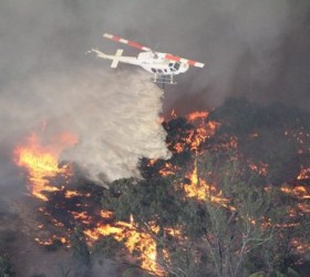 fotia-australia