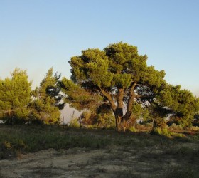 peuko