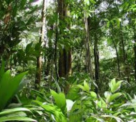 amazon forest