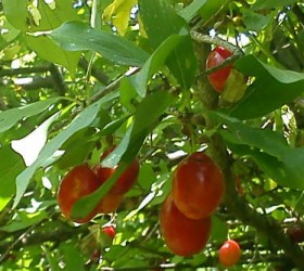 krania
