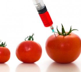 gmo