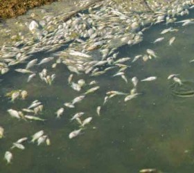 kalamas
