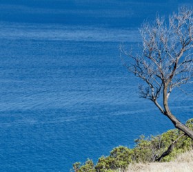 http://www.dreamstime.com/royalty-free-stock-images-sea-tree-beautiful-blue-sardinia-italy-image32239439