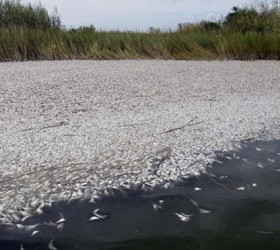 Gulf Oil Spill