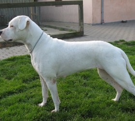 skilos-Dogo-Argentino