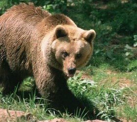 A Pyrenean brown bear.  (Ursus arctos)