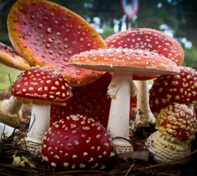 muscaria