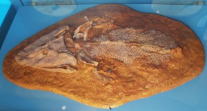 Tiktaalik_roseae