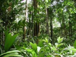 amazon forest