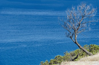 http://www.dreamstime.com/royalty-free-stock-images-sea-tree-beautiful-blue-sardinia-italy-image32239439