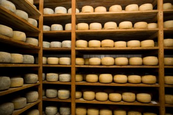 cheese