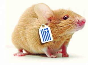 pontiki