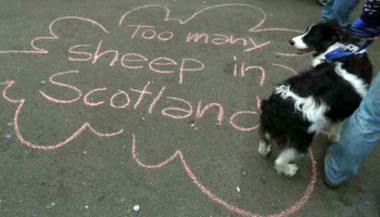"Είναι πάρα πολλά τα πρόβατα στη Σκοτία" γράφει το γκράφιτι σε δρόμο της Γλασκώβης

 Πηγή REUTERS