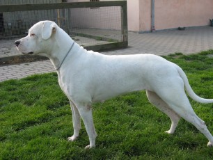 skilos-Dogo-Argentino