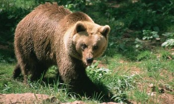 A Pyrenean brown bear.  (Ursus arctos)