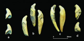 arkouda-apolithoma-neogiloi