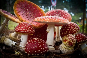 muscaria