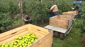 romanian-workers